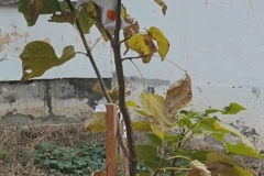 inbound2618788432580306435