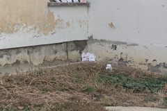 inbound4920505083903242269