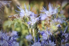 inbound6096478872509906269