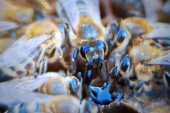 inbound8332446877210720763